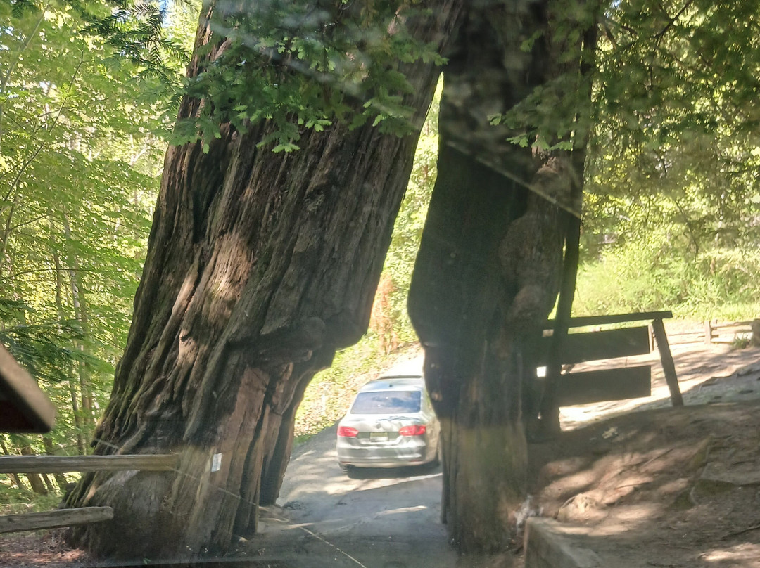 Shrine Drive-Through Tree景点图片