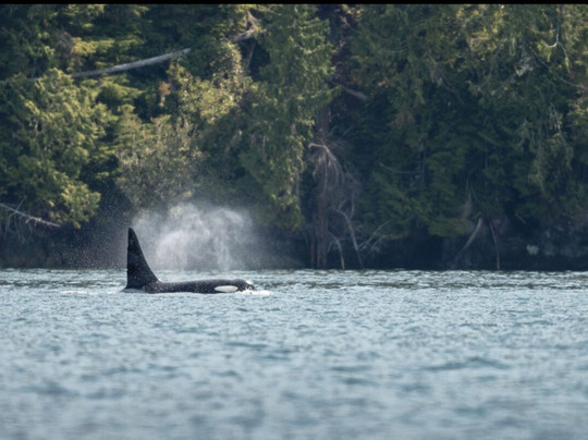 karibu adventures - Wild Sublime North Vancouver Island-哈迪港必去景点