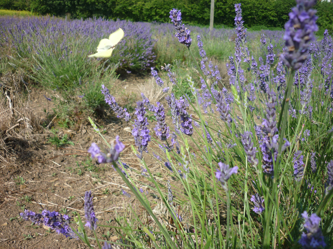 Somerset Lavender景点图片