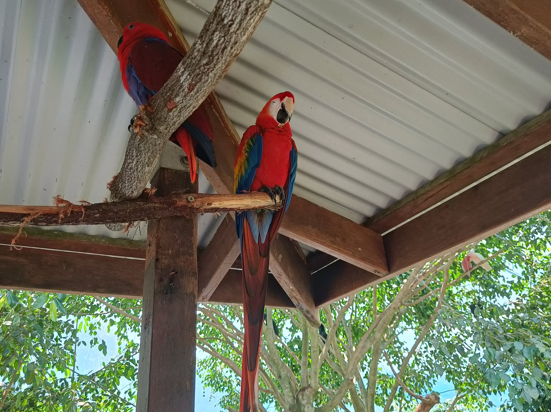 Birdworld Kuranda-库兰达必去景点