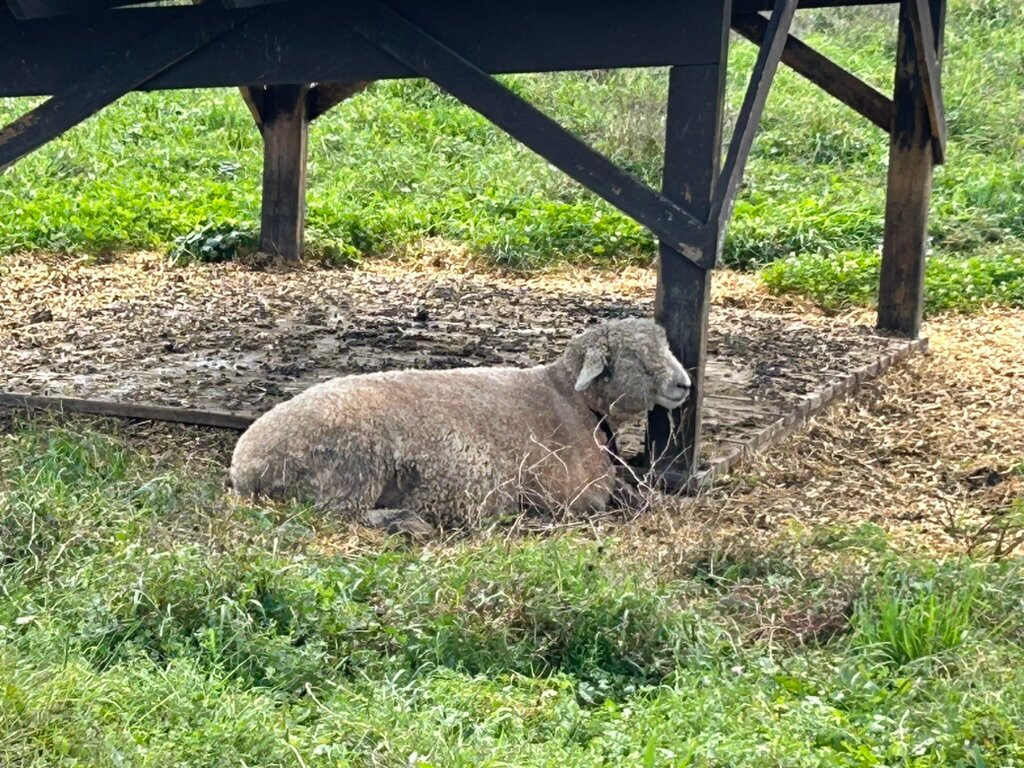 Billings Farm & Museum-伍德斯托克必去景点