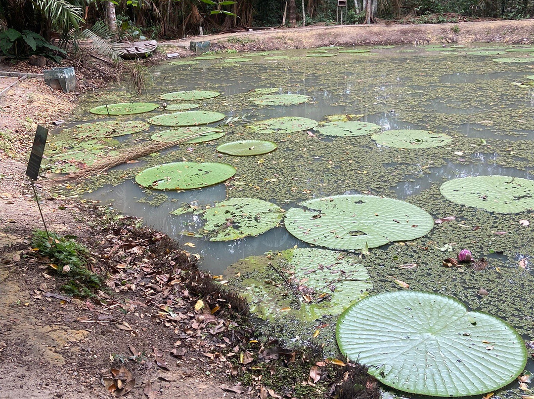 Manaus Botanical Garden - MUSA-玛瑙斯必去景点