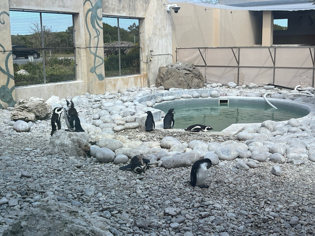 African Penguin & Seabird Sanctuary-干斯拜必去景点