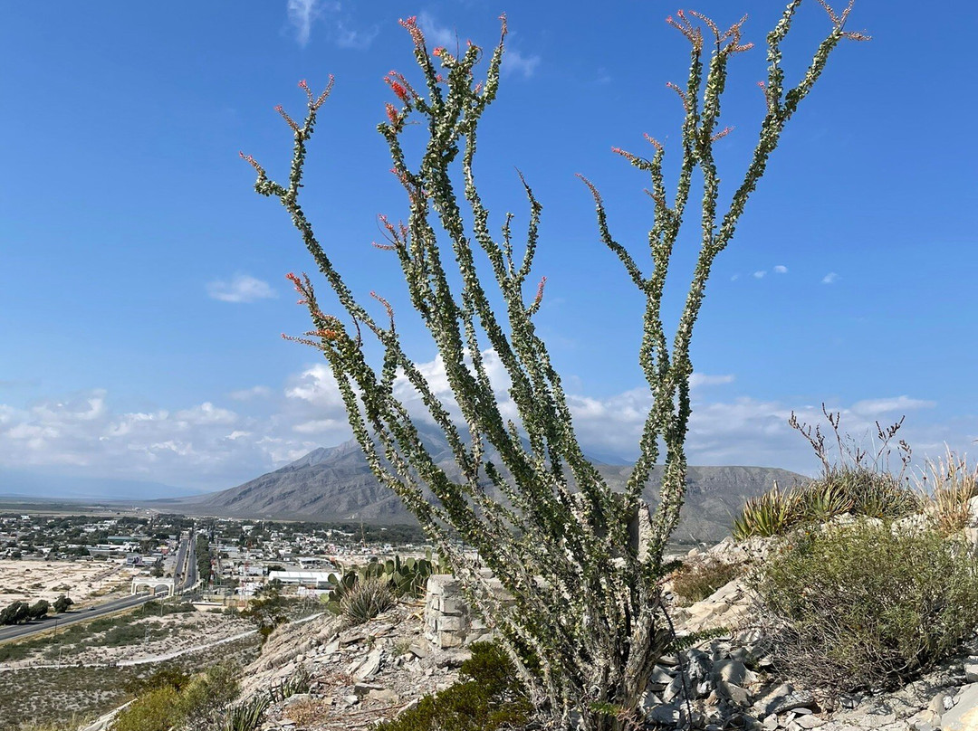 Mirador Venustiano Carranza景点图片