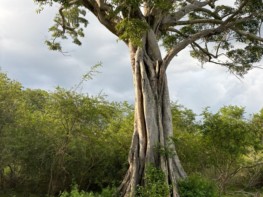 Udawalawe safari vishal-乌达瓦拉瓦必去景点