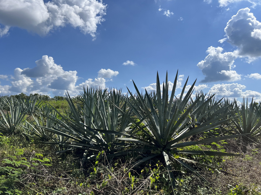 Hacienda Viva Sotuta De Peon主图