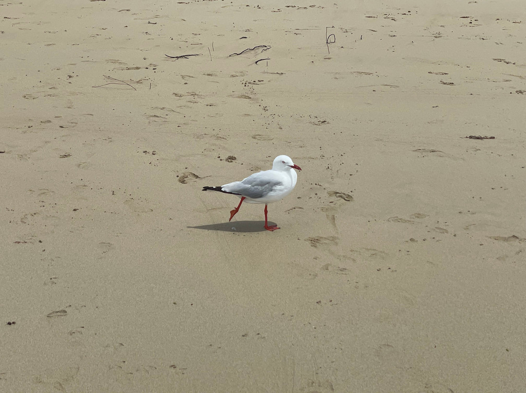 Point Lonsdale Beach-Point Lonsdale必去景点