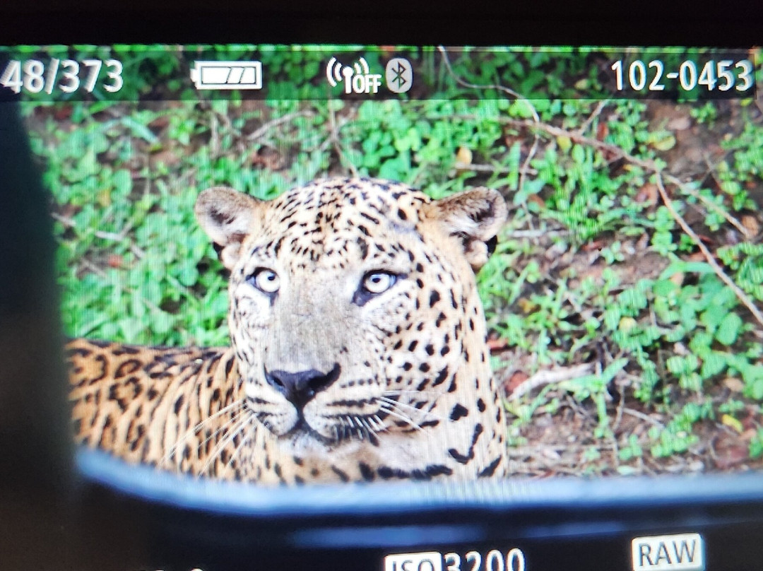 Yala Leopard Eye Safari-Palatupana必去景点