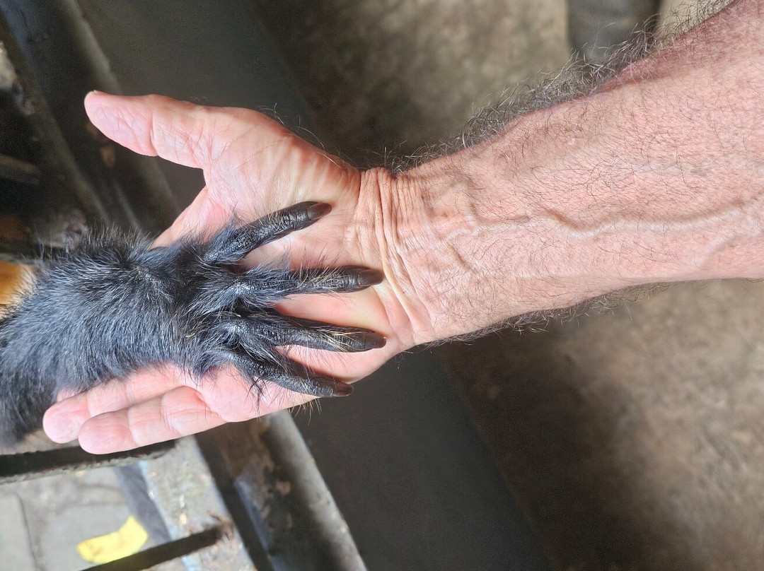 Monkey Lodge Panama主图