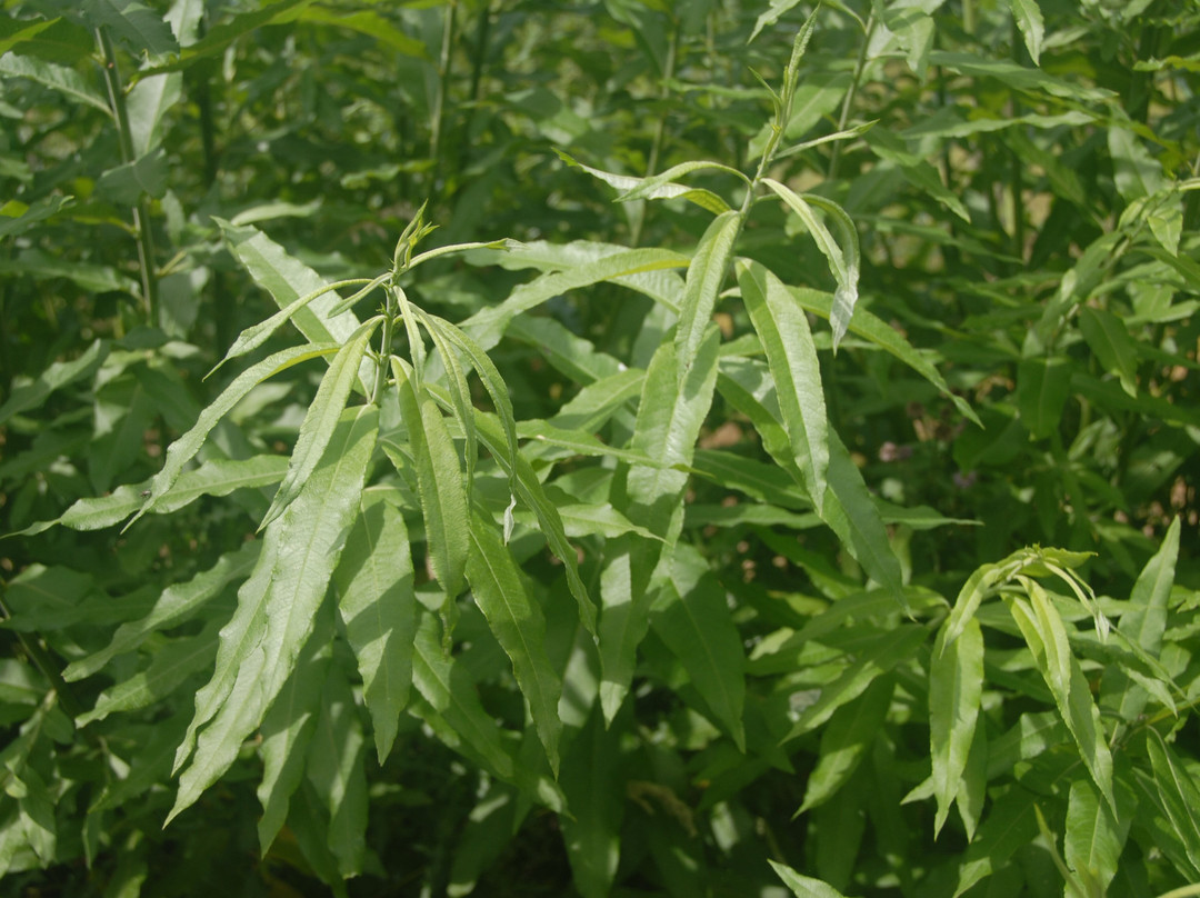 Bowhayes Trees-Ottery St. Mary必去景点