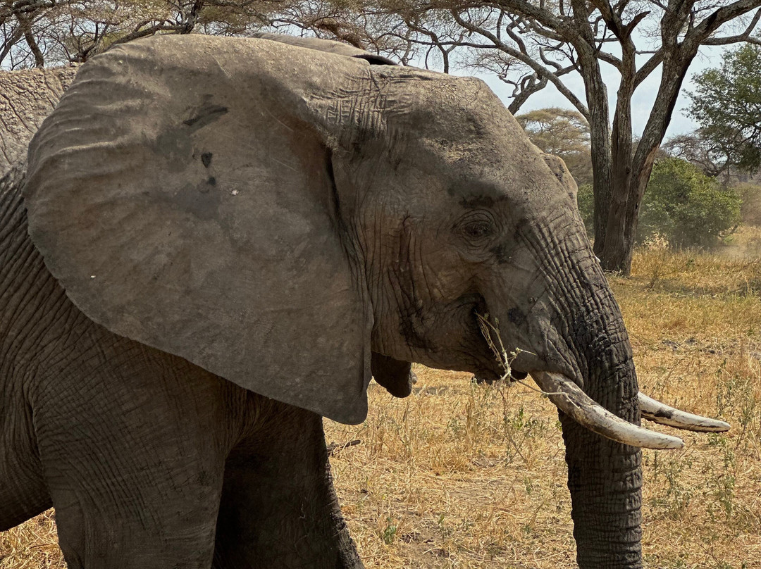 UBUNTU SAFARIS & TOURS COMPANY-阿鲁沙必去景点