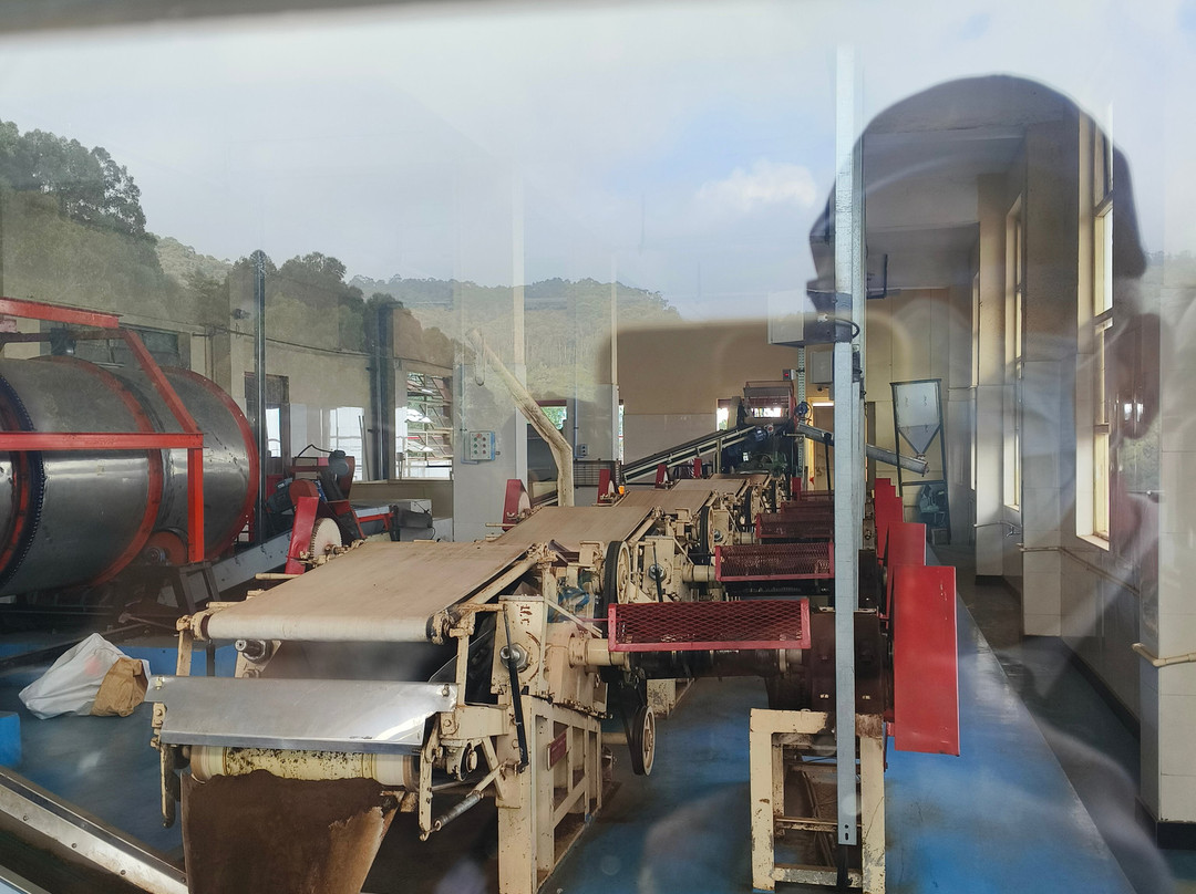 Benchmark Tea Factory景点图片