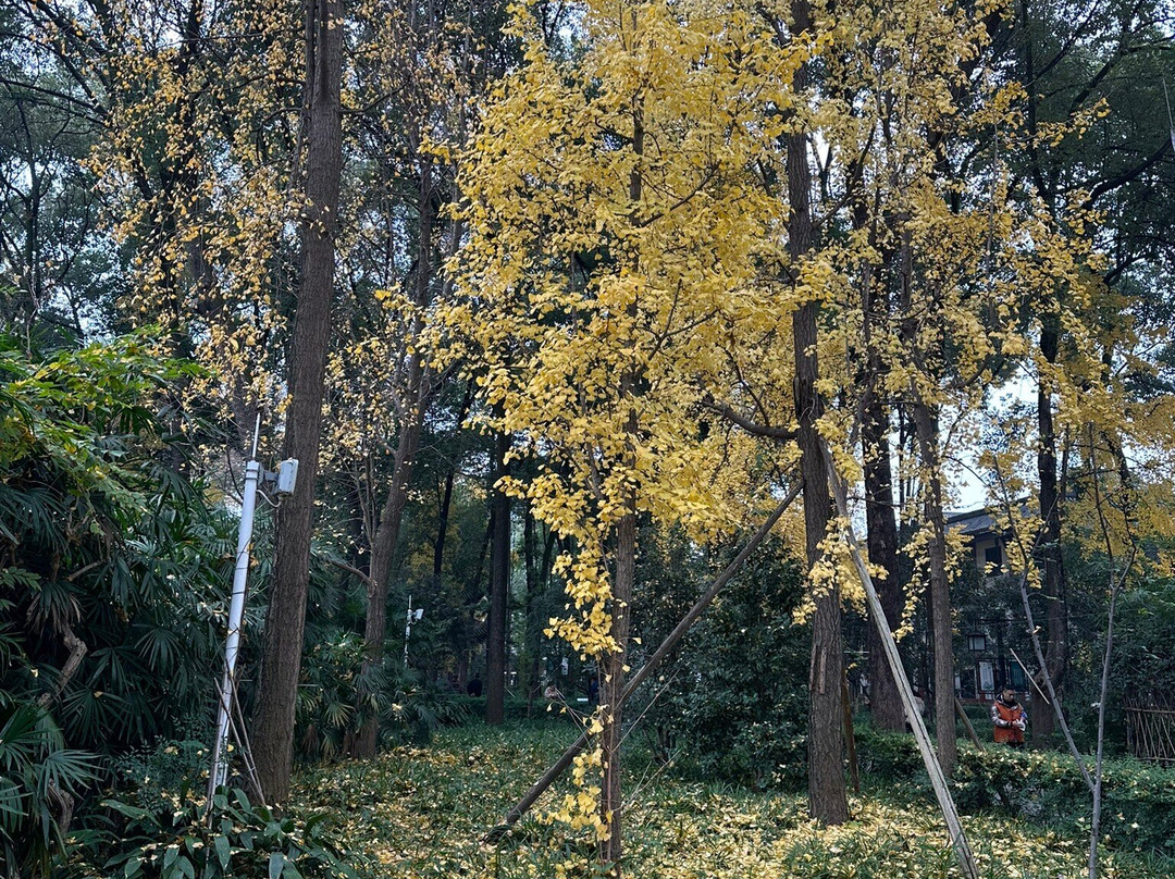 文殊院景点图片