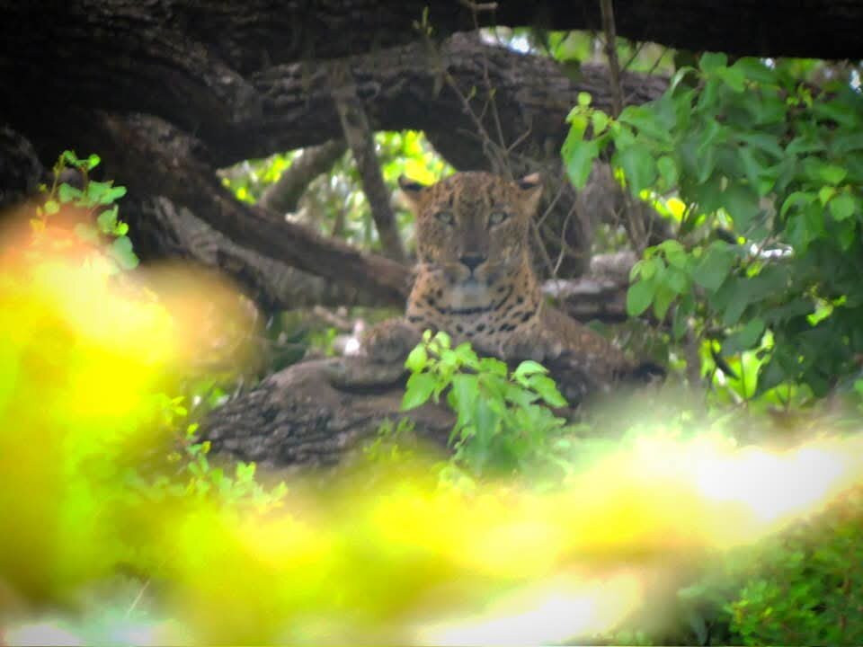 Dinuka Safari-蒂瑟默哈拉默必去景点