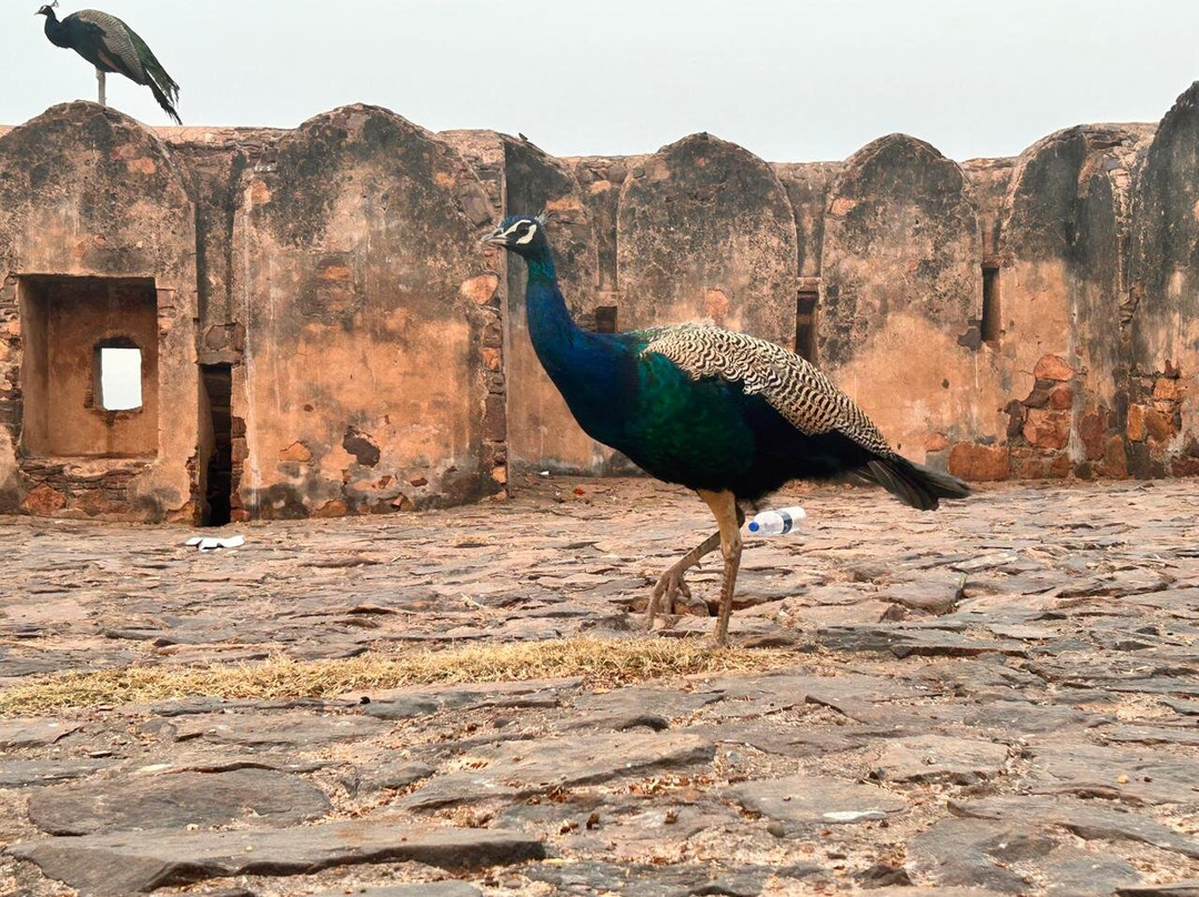 Ranthambore Fort-Ranthambhore Fort必去景点