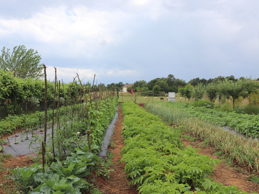 Homestead Albania-Bajze必去景点