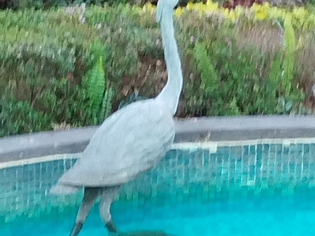 Villa Bejar Cuernavaca主图