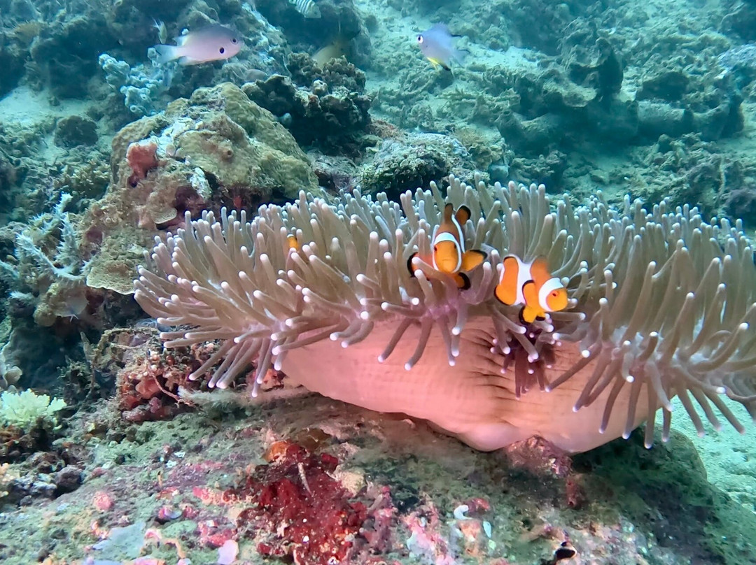 Let's Dive Palawan-公主港必去景点