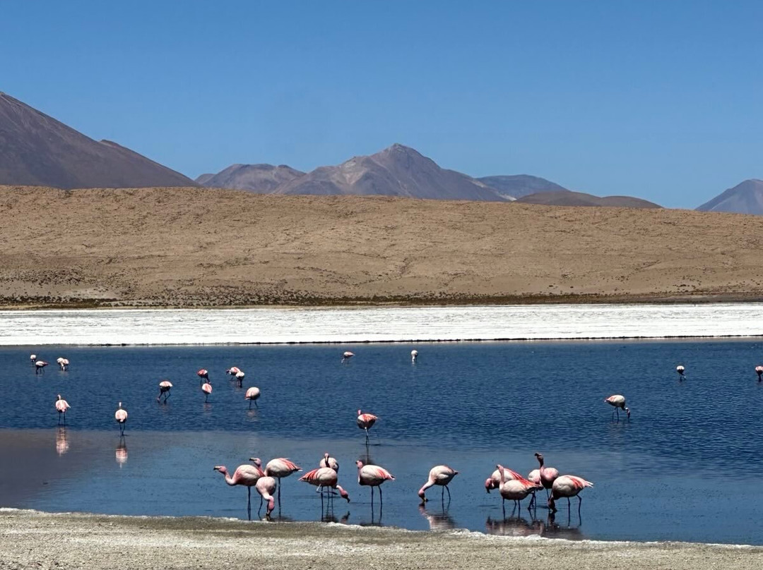 Andes Salt Expeditions Tour Operator景点图片