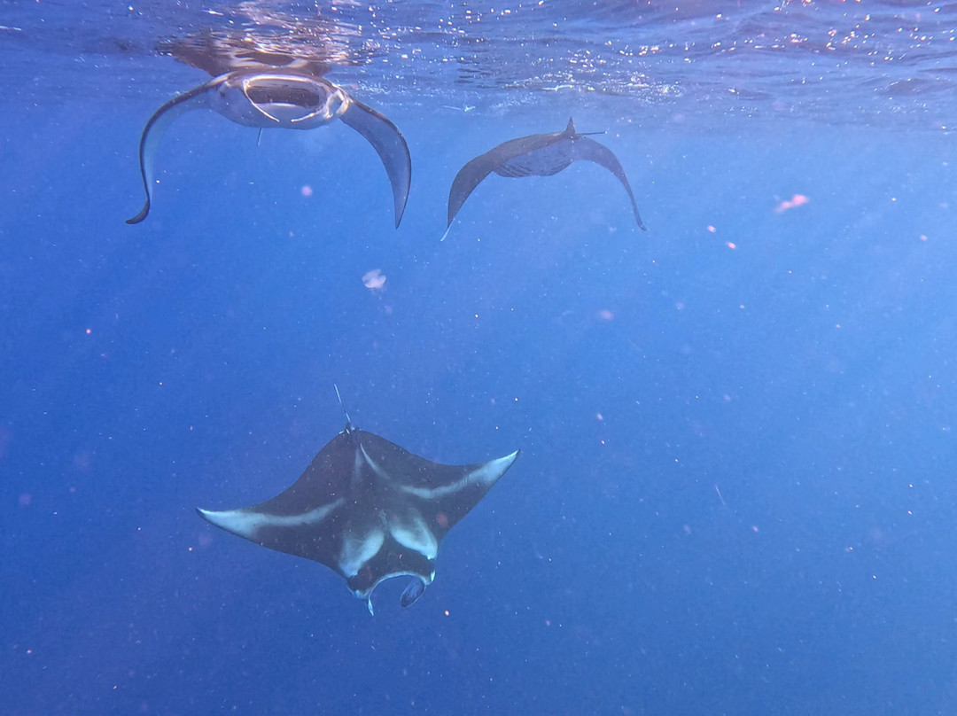 Kona Offshore Adventures-凯鲁瓦-柯纳必去景点