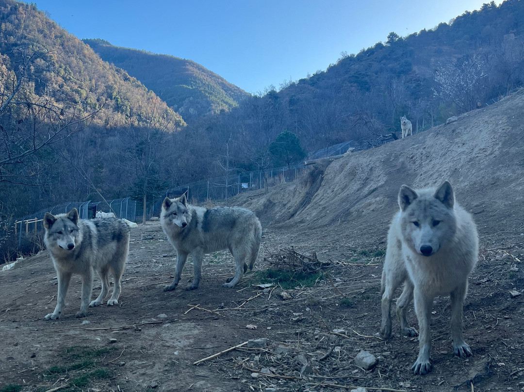 Parc Animalier De Casteil景点图片