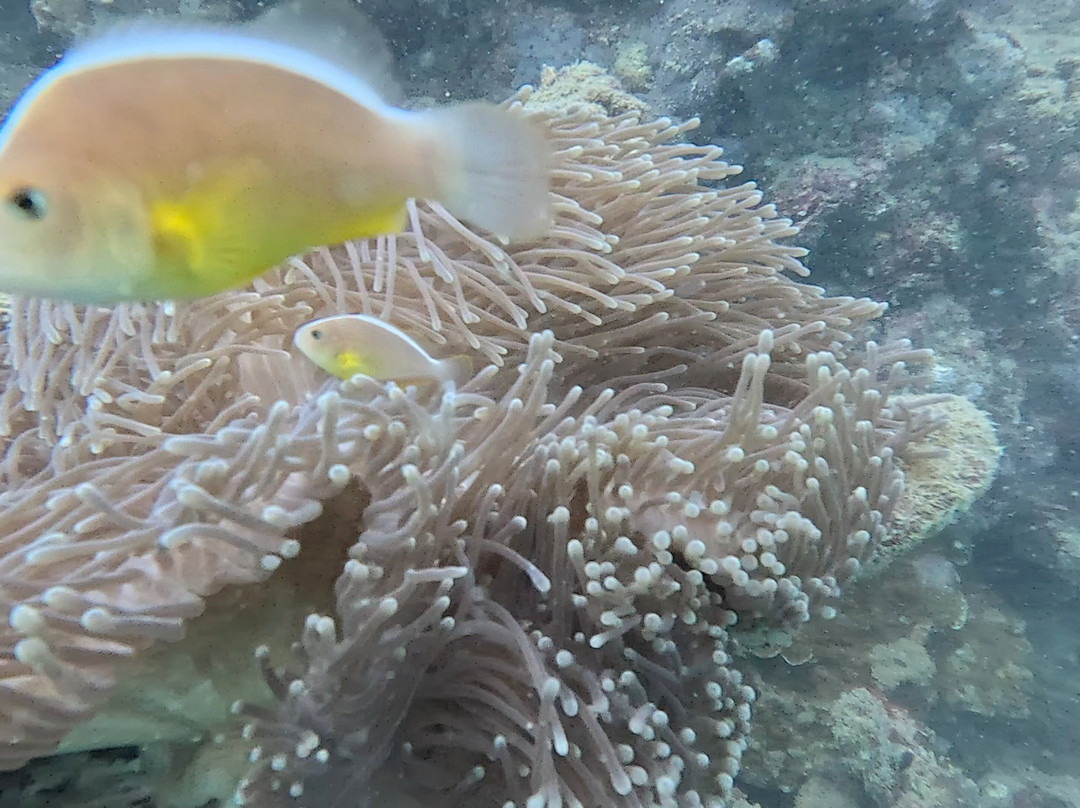 甲米萨瓦迪潜水中心-奥南必去景点