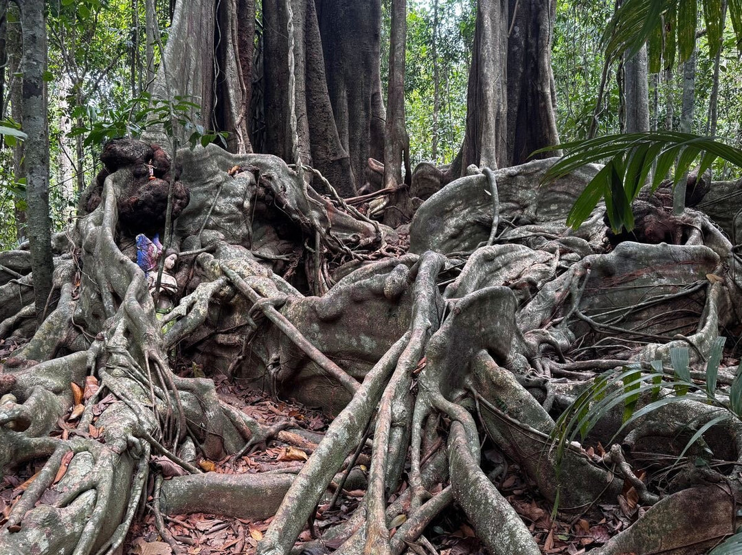 The Old Trees-阁骨岛必去景点