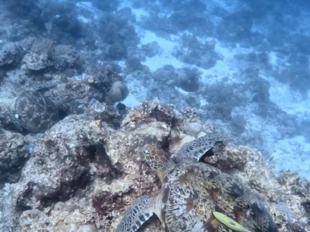 Anda Scuba Diving景点图片