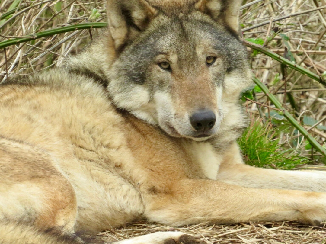 Wolves Of Wiltshire景点图片