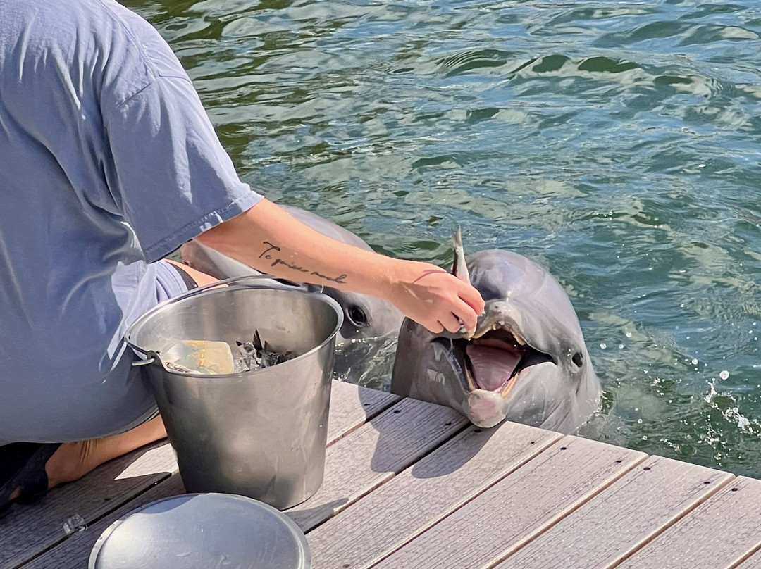 Dolphins Plus Marine Mammal Responder景点图片