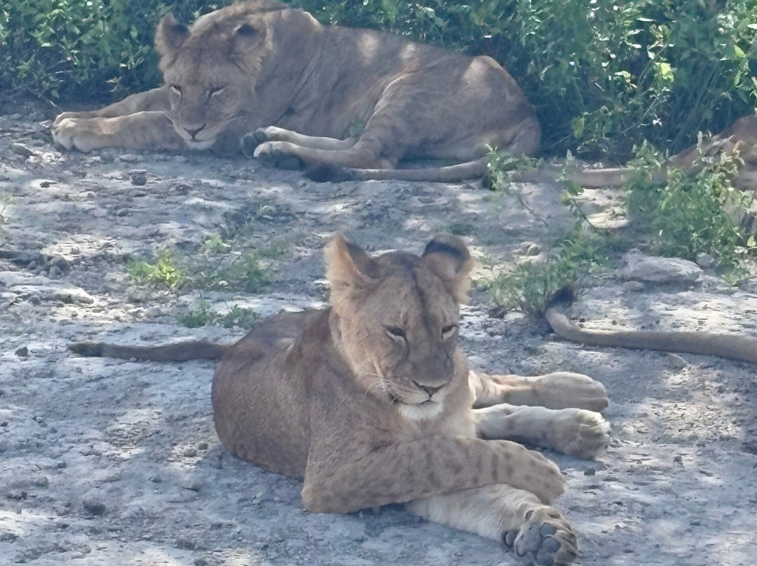 Alpine Chat Adventure-莫西必去景点