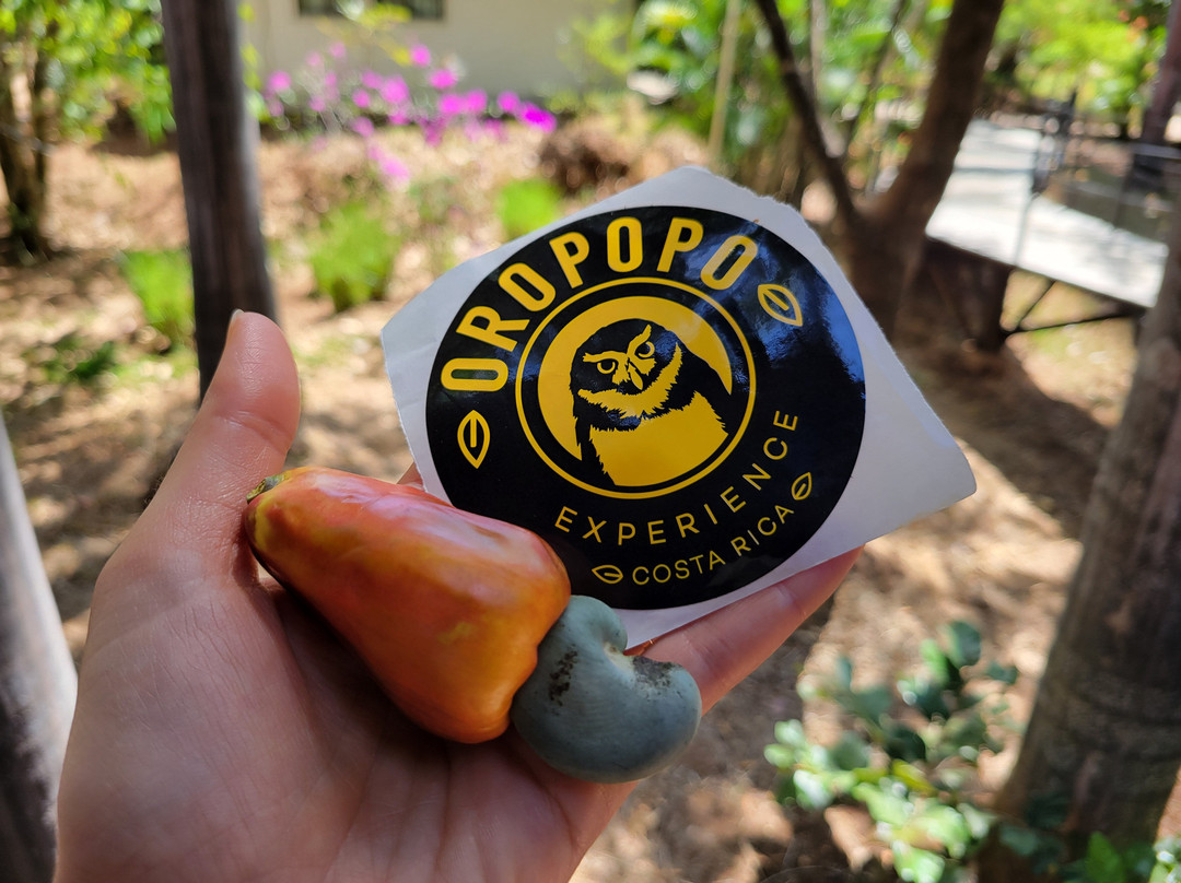 Oropopo Experience景点图片