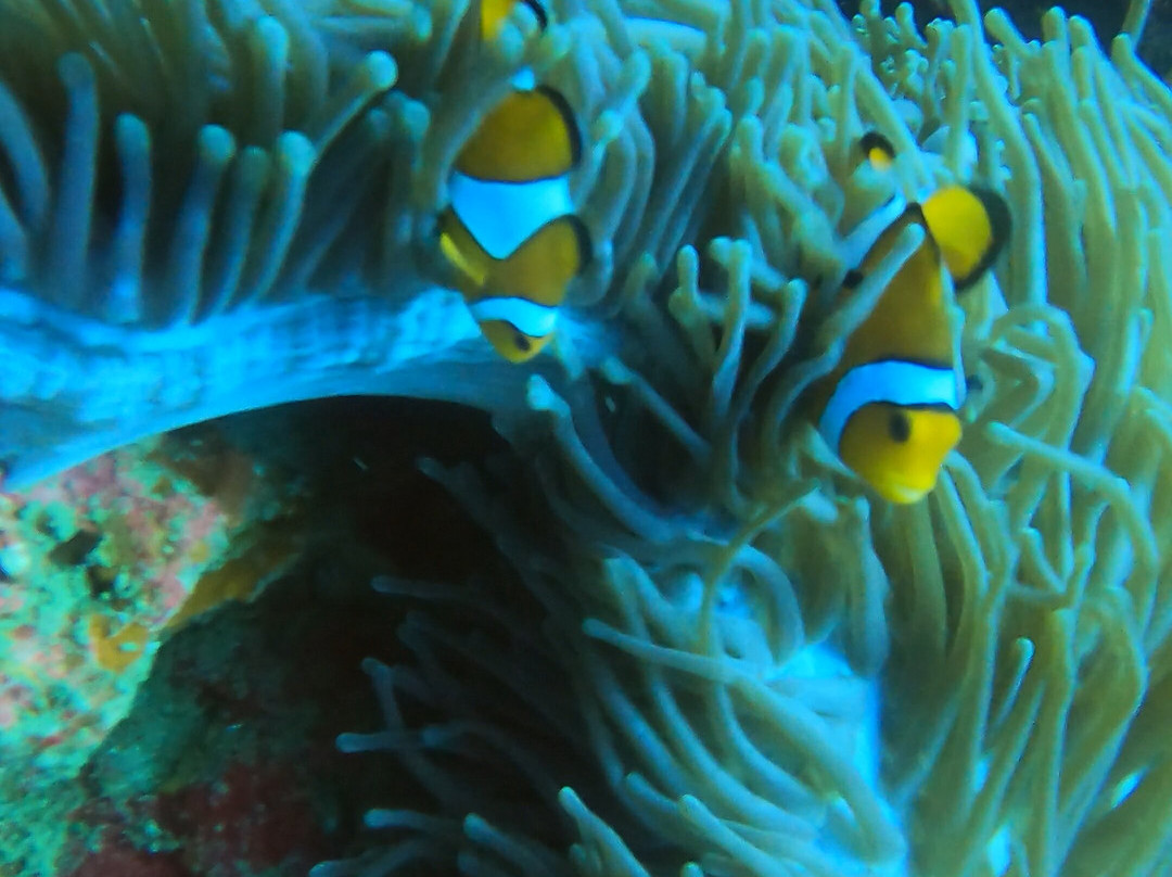 Phi Phi Dive Club - Day Tours-大皮皮岛必去景点