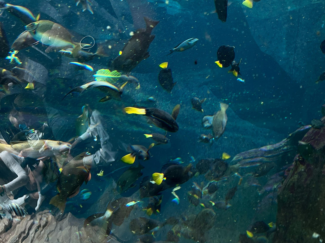 The National Aquarium Abu Dhabi景点图片