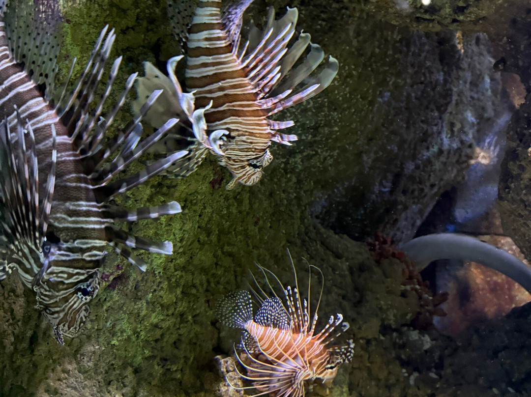 Hastings Aquarium-海斯廷斯必去景点
