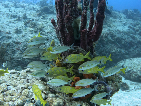 The Dive Machine-普拉亚德尔卡曼必去景点