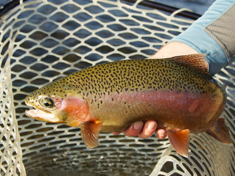 Off the Hook Fly Fishing-纳帕必去景点