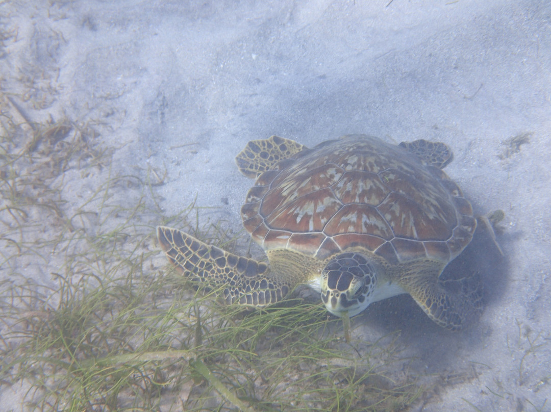 Charly Transports-Terre-de-Haut必去景点