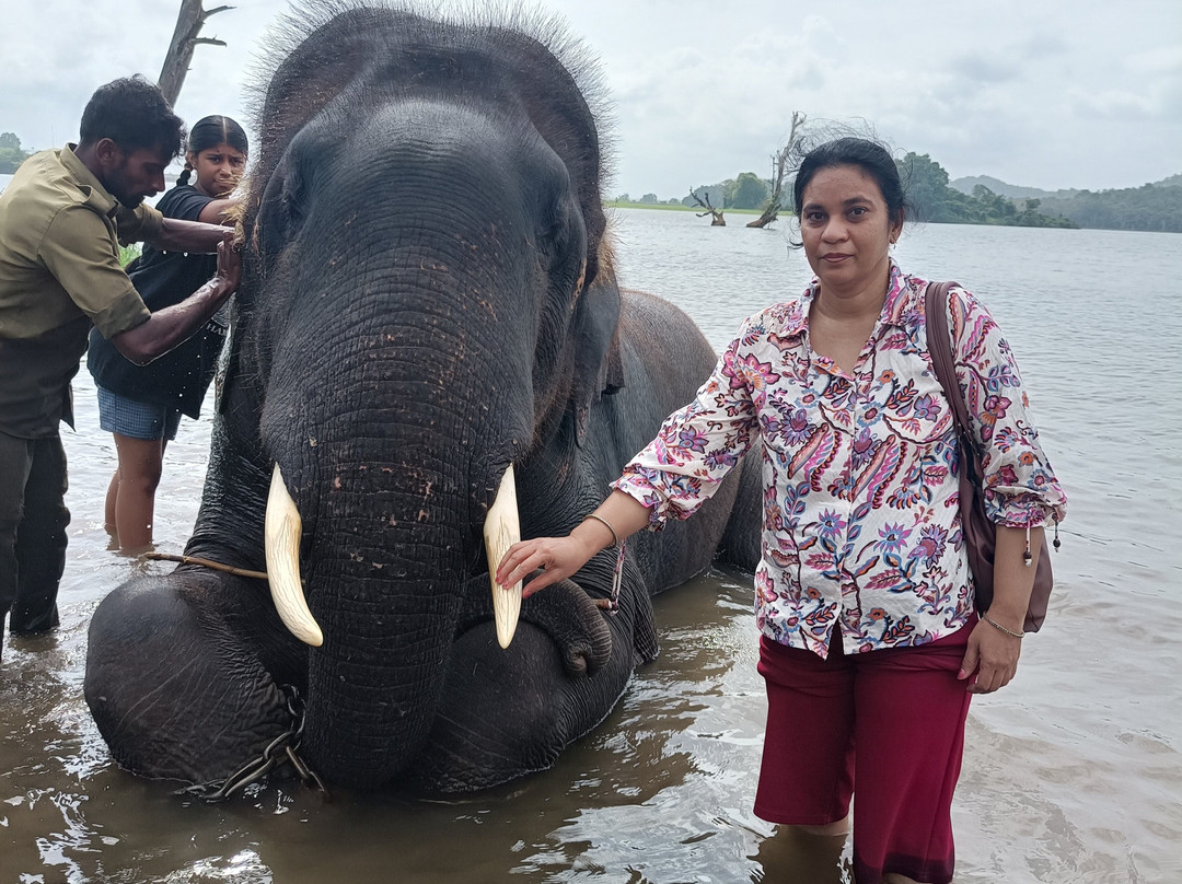 Sakrebailu Elephant Camp-Shimoga必去景点