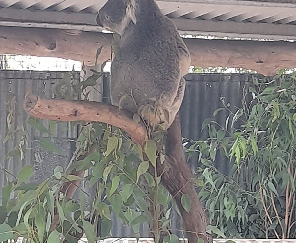 Hunter Valley Wildlife Park-Nulkaba必去景点
