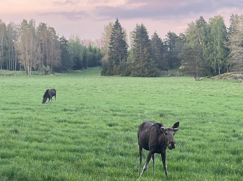 Moose Safari-赫尔辛基必去景点