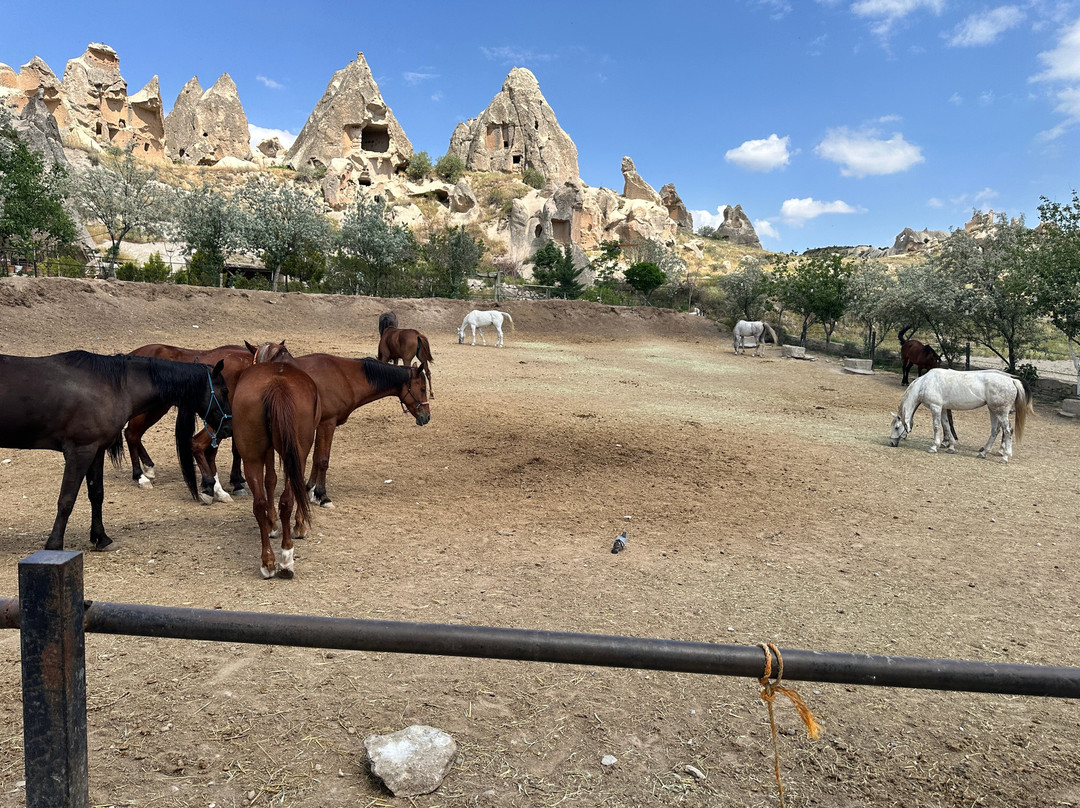 The Dalton Brothers Horse Riding Tours-格雷梅必去景点