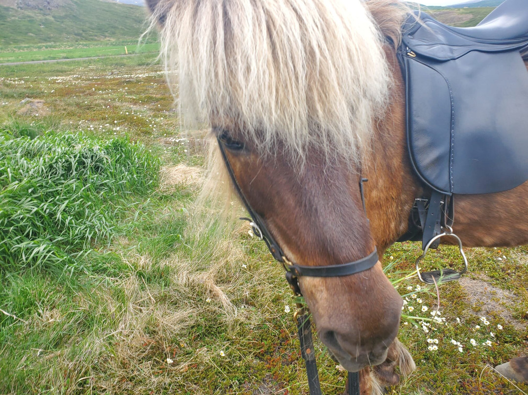 Polar Hestar-阿克雷里必去景点
