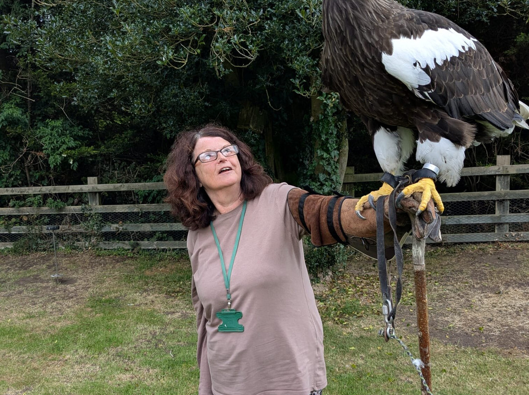 Thirsk Birds Of Prey Centre景点图片