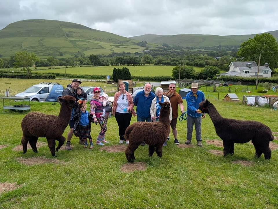 Antur Alpaca At Geufron Farm景点图片