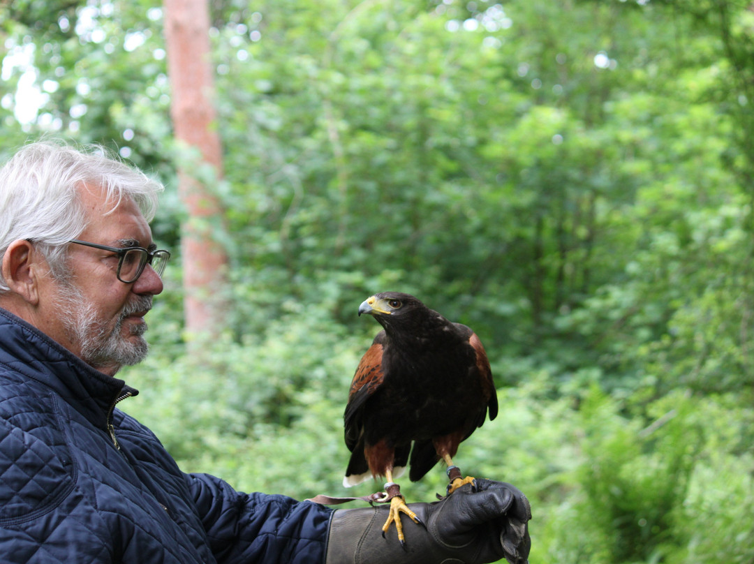Hampshire Hawk Walks景点图片