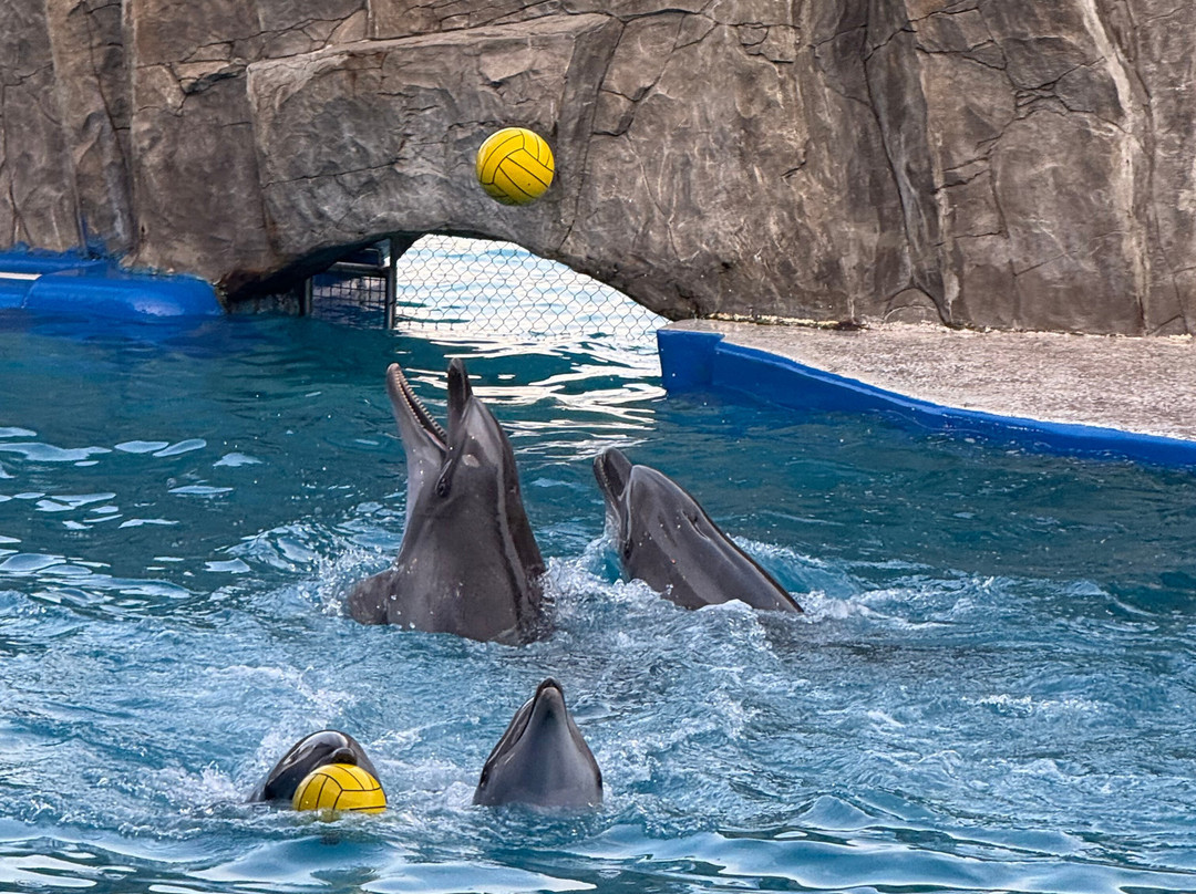 Batumi Dolphinarium-巴统必去景点