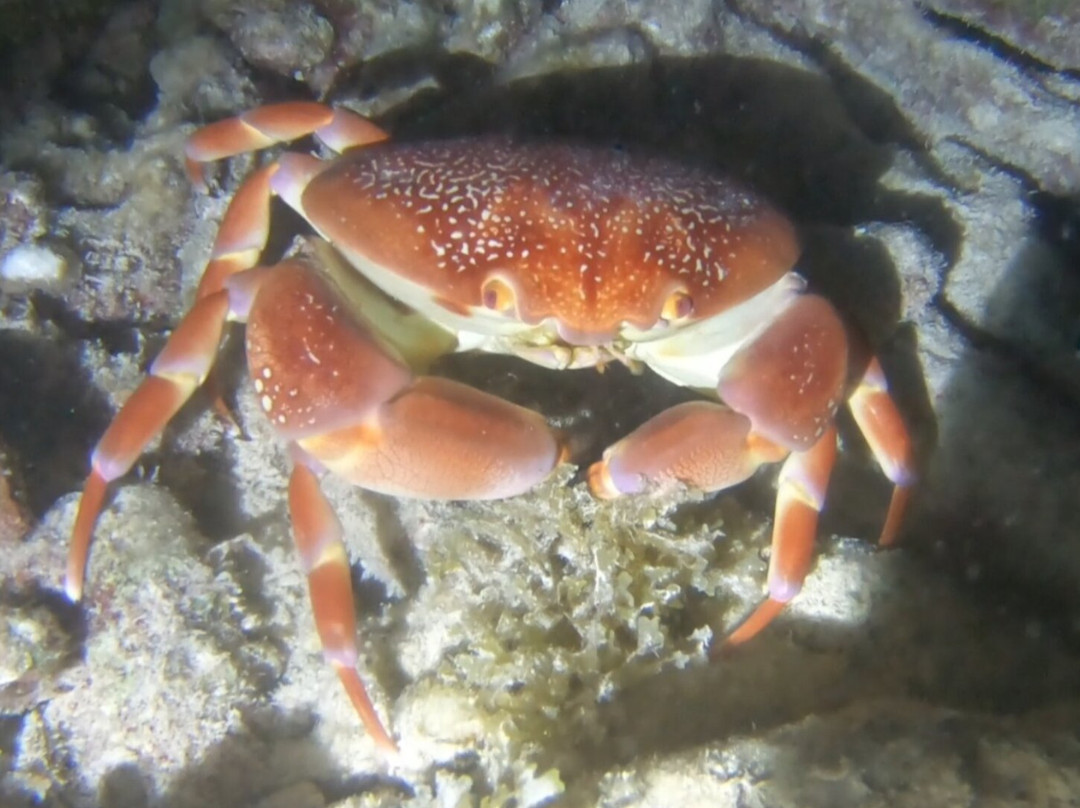 Dive Center Scuba Do-威廉斯塔德必去景点