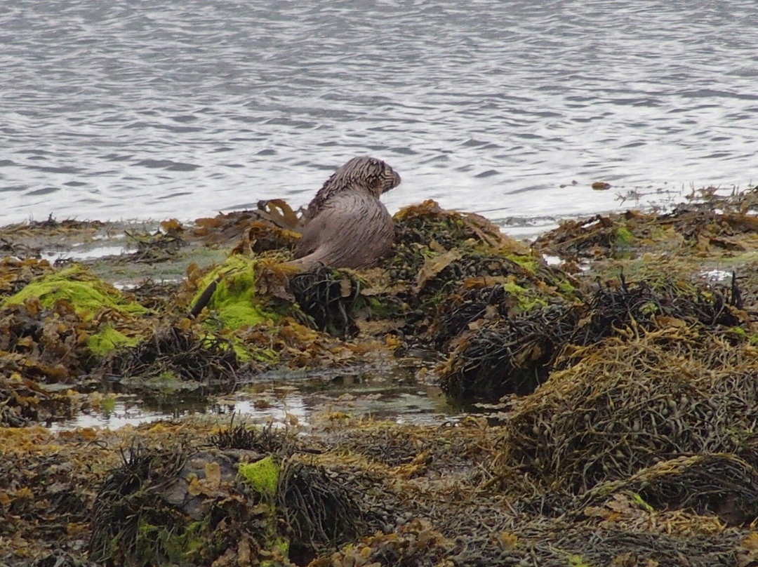 Western Isles Wildlife-North Uist必去景点