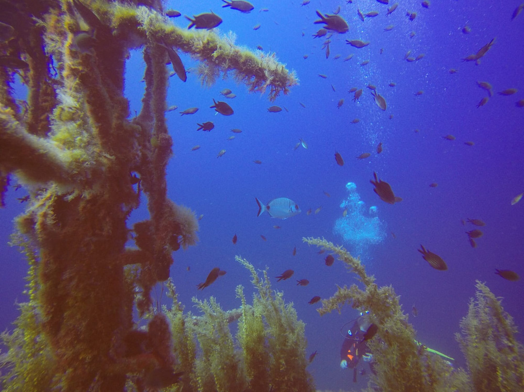 West Coast Divers-Ses Illetes必去景点
